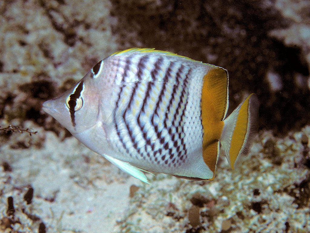 Chaetodon madagaskariensis